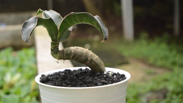 [Unik] Tanaman Hias Sansevieria Robusta Blue смотреть онлайн