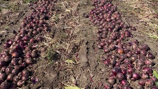 Фиолетовый лук 343 RD F1 от Maraldi Sementi смотреть онлайн