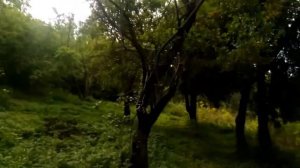 Сколько стоит спилить яблоню?