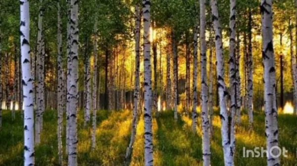 "Красота русского леса"