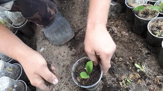 Часть 2. Как быстро размножить жимолость. смотреть онлайн