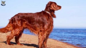 Лучшие породы собак которые идеально подойдут для квартиры ( надежным другом для детей  )