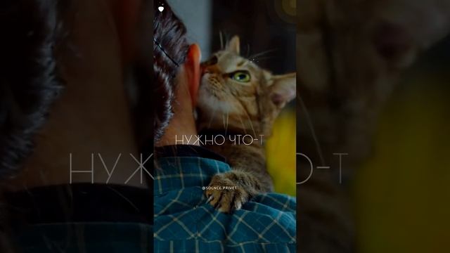 Нужен теплый кот? смотреть онлайн