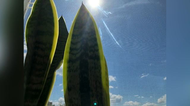 Догляд за сукулентами. Мій досвід смотреть онлайн