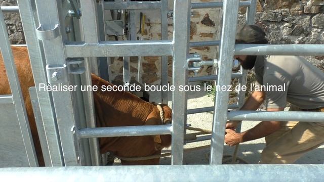Contention bovine sécurisée en vue d'une tuberculination réussie смотреть онлайн