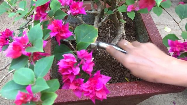 Bougainville Flowering Tips | Malayalam Gardening | Kadalas Flower Tips | Tips For Bougainville |