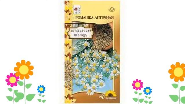 Ромашка аптечная. Краткий обзор: Ромашка аптечная описание характеристик, где купить семена смотреть онлайн