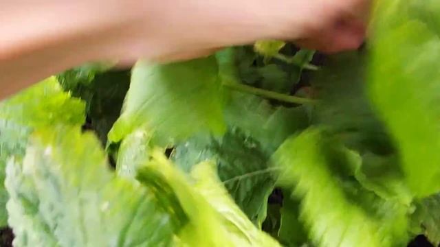 Репа в лесу поспела смотреть онлайн