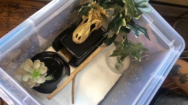 DIY JUVENILE BALL PYTHON SETUP UNDER $100 смотреть онлайн