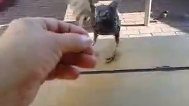 Скворцы прилетели смотреть онлайн