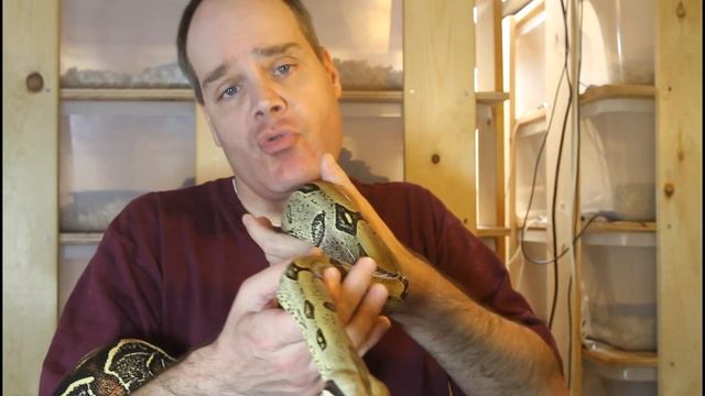 Iquitos vs. Pucallpa Peru Red-Tailed Boa: Can You Tell the Difference? смотреть онлайн