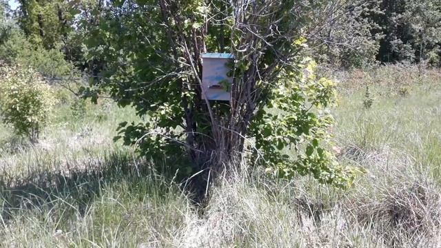 Ловля роёв. Установка ловушек для пчёл. смотреть онлайн