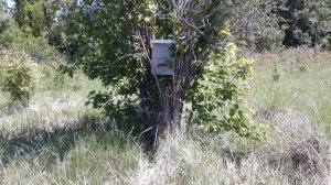 Ловля роёв.  Установка ловушек для пчёл.