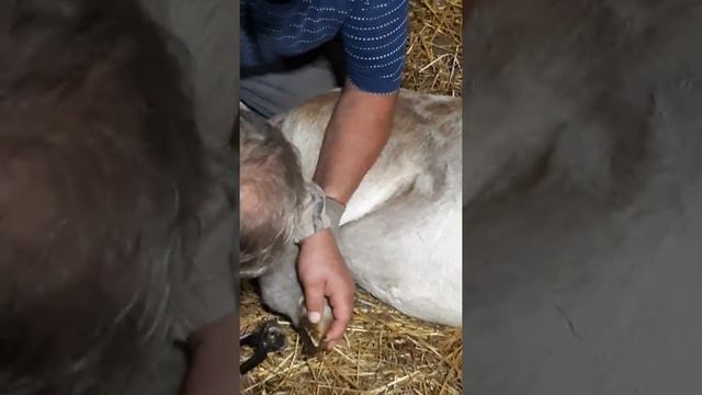 Обрезание копыт у баранов. смотреть онлайн
