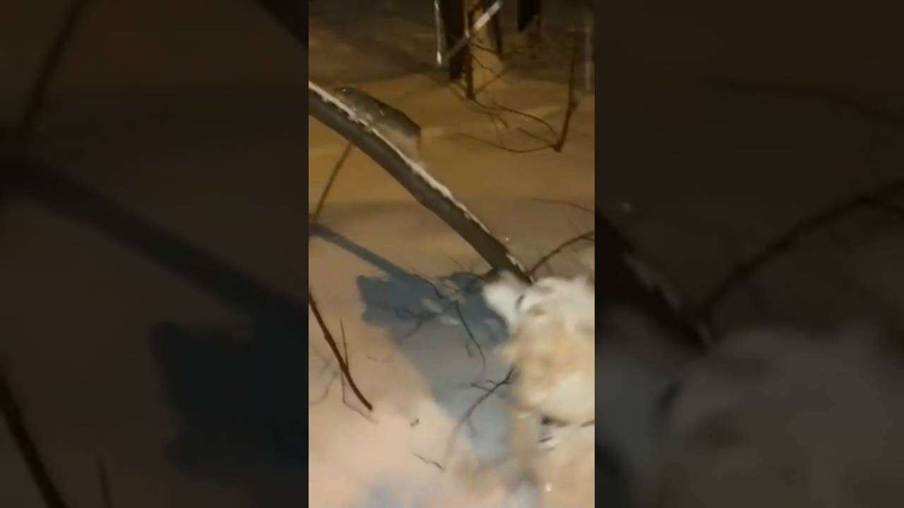 Не трогай мышку!