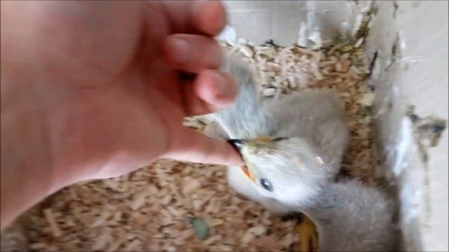 20.05.19 Тусовка крутых хищников:))) Филин, Ушастая сова, тетеревятник, канюк смотреть онлайн