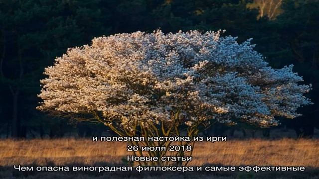 Чудо-куст с универсальным использованием — ирга канадская смотреть онлайн