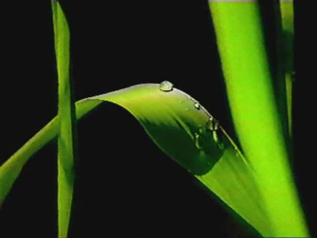 Свобода – ваше естество. Русские встречают Ошо. Часть вторая. Без дна