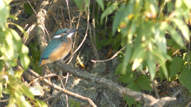 Зимородок обыкновенный на реке Мокша [4K UHD] смотреть онлайн