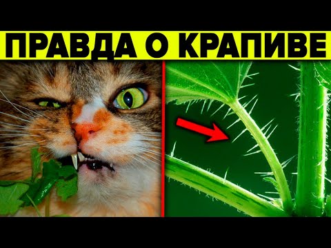 Почему её оболгали ? 10 причин выращивать крапиву смотреть онлайн