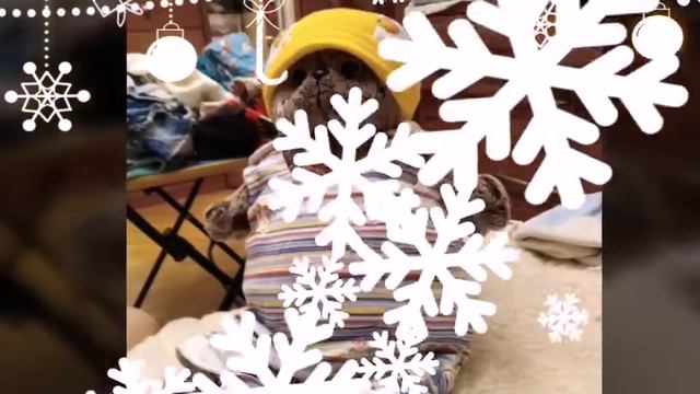 Одеваем Басика котика кота в мои детские вещи HD смотреть онлайн