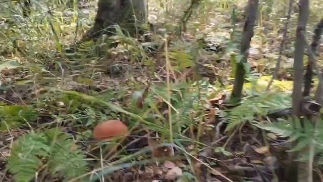 Нашел грибное место и удивился: десятки грибов в одном месте, вперемешку белые и красные. смотреть онлайн