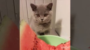 Британский котенок Leo, любитель арбузов!