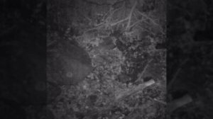 Петля ловушка на кабана, приннц работы.