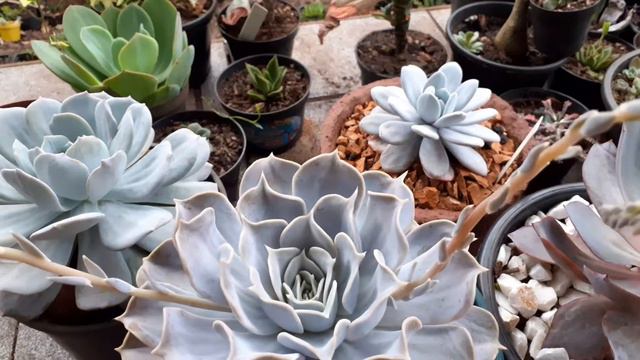 #suculentasecheverialilacina floração da minha echeveria lilacina смотреть онлайн