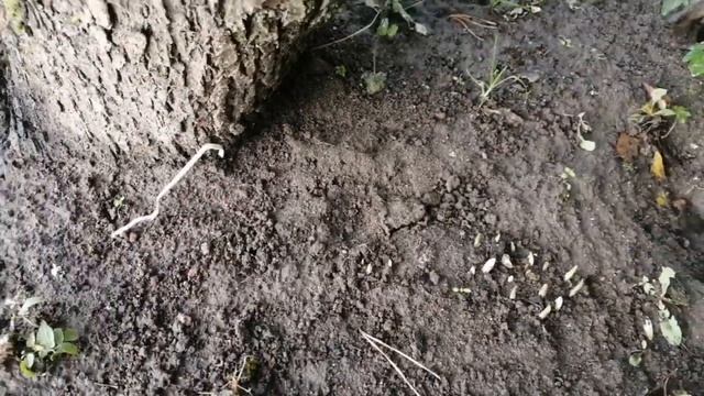 12 ноября. Цветёт жимолость.Прорастают крокусы. Обзор сада. Хвойные готовы к зиме. смотреть онлайн