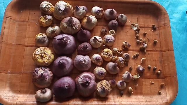 Гладиолусы перед посадкой.У кошки своё меню ? смотреть онлайн