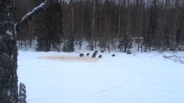 кабаны и кукуруза смотреть онлайн