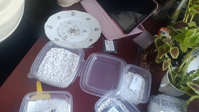 СЕЕМ СУКKУЛЕНТЫ, КАЛАНХОЕ В ПЕРЛИТ II.AUSSAAT VON SUKKULENTEN, KALANCHOE AUF PERLIT. 02.02.2022. II смотреть онлайн