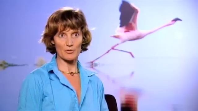 The Crimson Wing Featurette - Life of the Flamingo смотреть онлайн