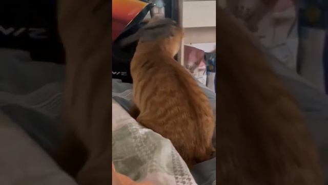 😺САМОЕ СМЕШНОЕ ВИДЕО🤣🐷ПРИКОЛЫ С ЖИВОТНЫМИ🐈 смотреть онлайн