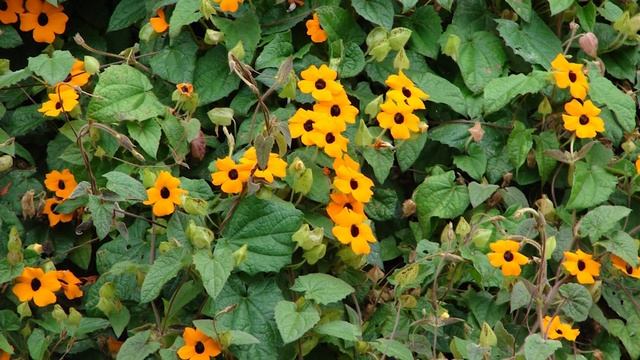 15 Best Indoor Vines & Climbers You Can Grow Easily In Home #vines смотреть онлайн