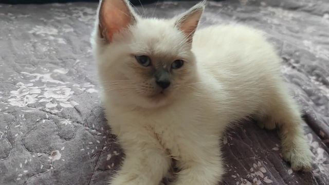 Шотландская прямоухая кошка окраса блю поинт. смотреть онлайн