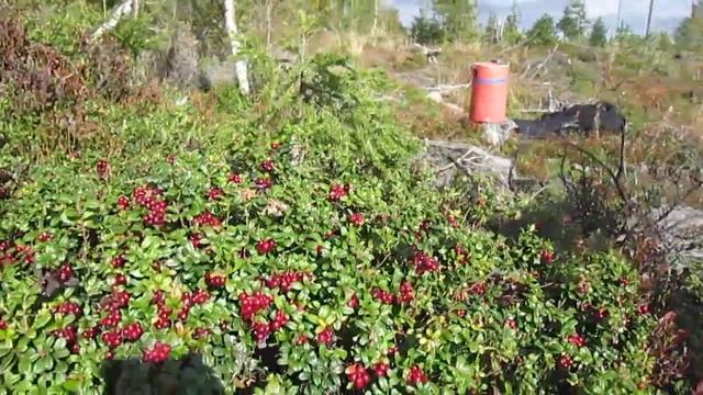 Валерій Шпичка Сезонная работа в Финляндии. Брусника смотреть онлайн