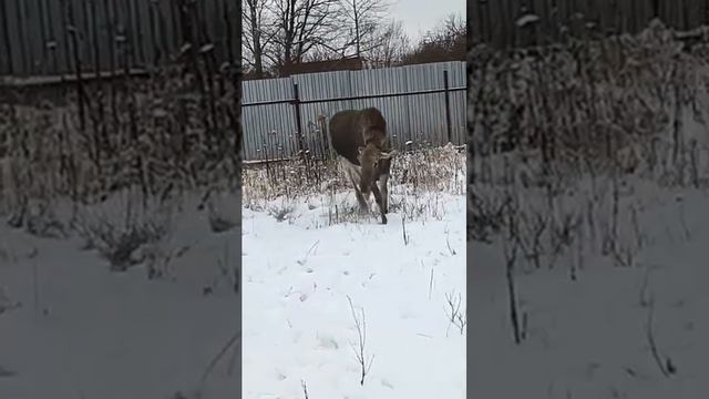борзеЛось... #центрфеникс #спасаемжизни #wildanimals #лосенокихо смотреть онлайн