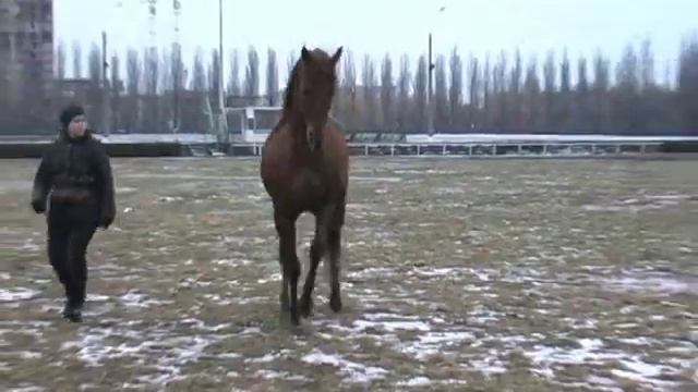 Дружба с лошадью смотреть онлайн