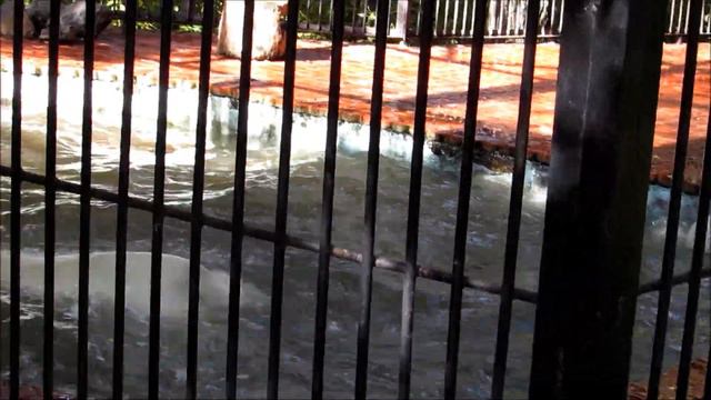 У Ростика новая игрушка - копыто коровы 20.09.18 смотреть онлайн