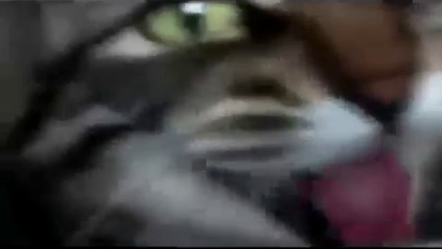 Смешные звуки кошек - смешное видео, приколы, смотреть онлайн смотреть онлайн