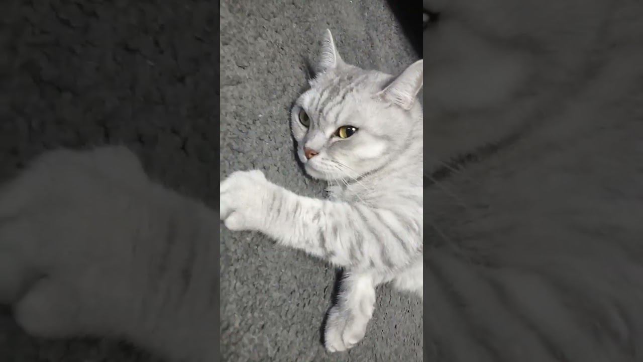 Ответь на вопросы, если любишь котиков! #Shorts смотреть онлайн