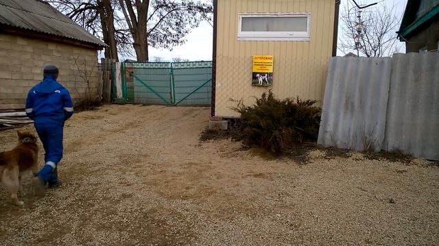 Сибирский Хаски. дрессировка нкд. курс послушания смотреть онлайн