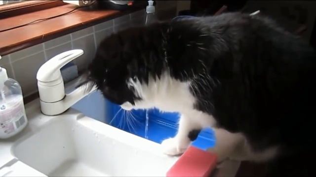 Коты и в Африке коты ! смотреть онлайн