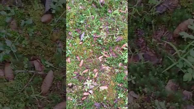 В поисках СЧ 3.