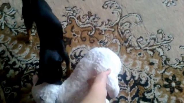Русский той терьер Цезарь & Scottish Stright Berta смотреть онлайн