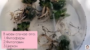 Обработка Суккулентов от вредителей и болезней после покупки.