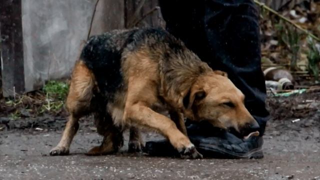 Выходя из машины, он пнул бездомного пса. Вернувшись, он застыл от увиденного! смотреть онлайн