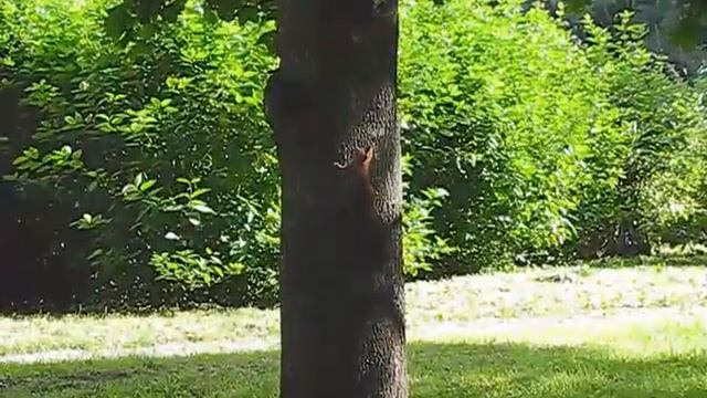 Белочки смотреть онлайн